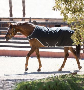 HW Ridedekken/Walkerdekken