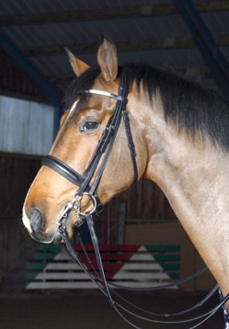 Hovedbilde Optimum Ulla Kandar