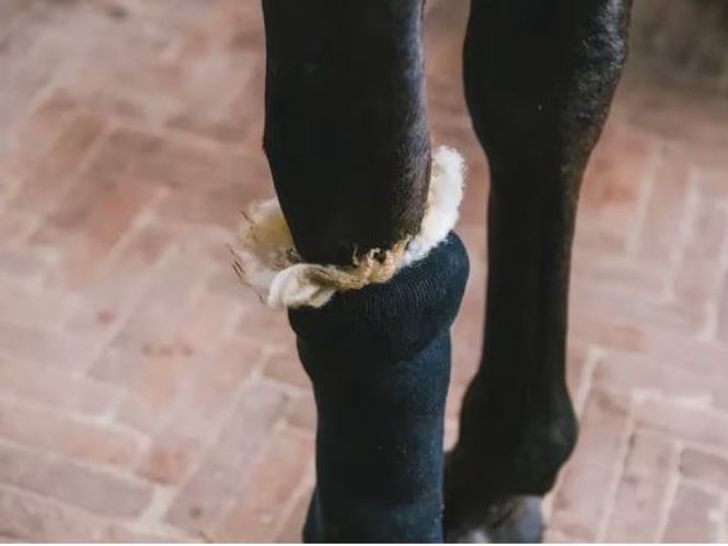 Hovedbilde Grooming DeLuxe, Therapeutic Wool