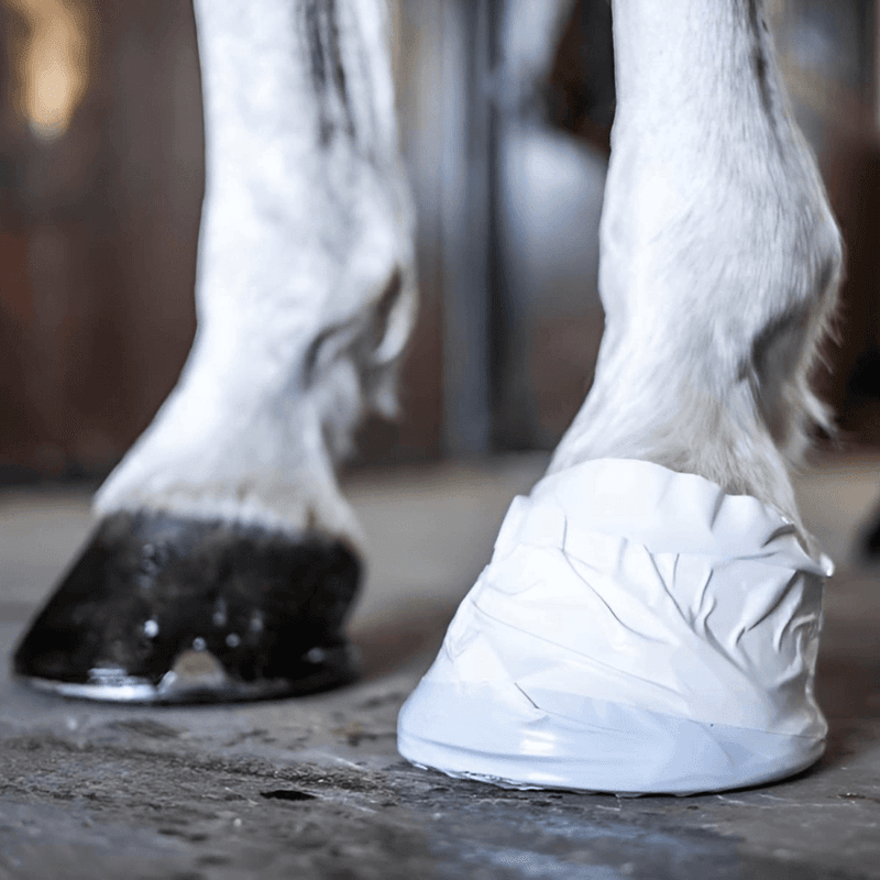 Hov og Veterinærteip