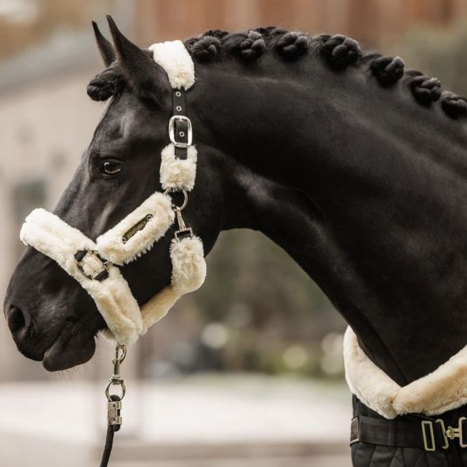 Hovedbilde Kentucky Saueskinngrime